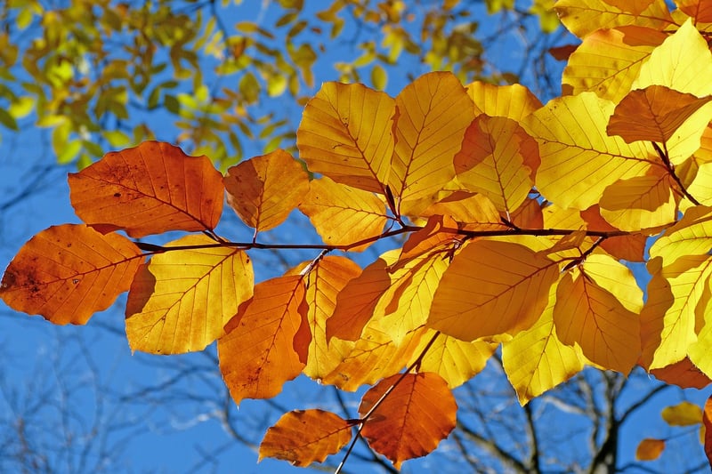 Fall Display Example